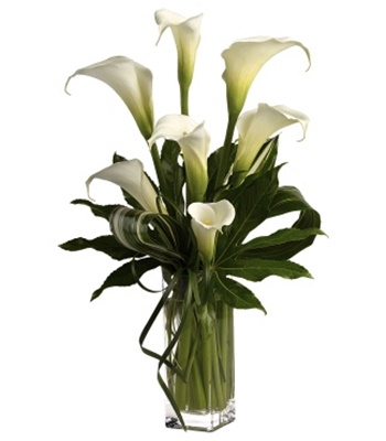 My Fair Lady White Cala Lilies in Vase