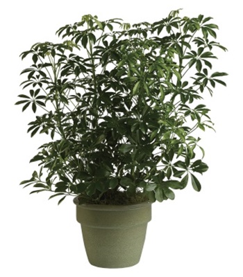 The Schefflera Arboricola Plant