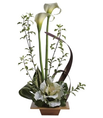 White Cala Lily Plant