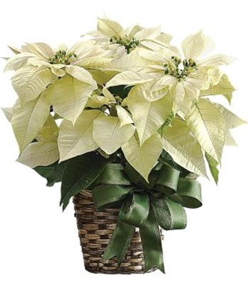 White Poinsettia Plant
