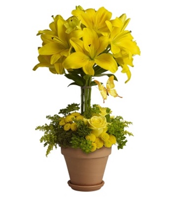 Yellow Fellow Bright Lilies Uniquely Arranged