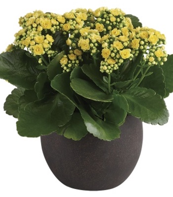 Yellow Kalanchoes in Container