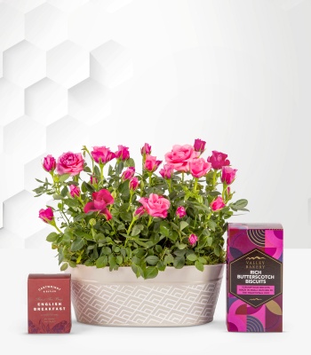 Delightful Roses Gift � Twin Pink Rose Plants with Tea & Biscuits