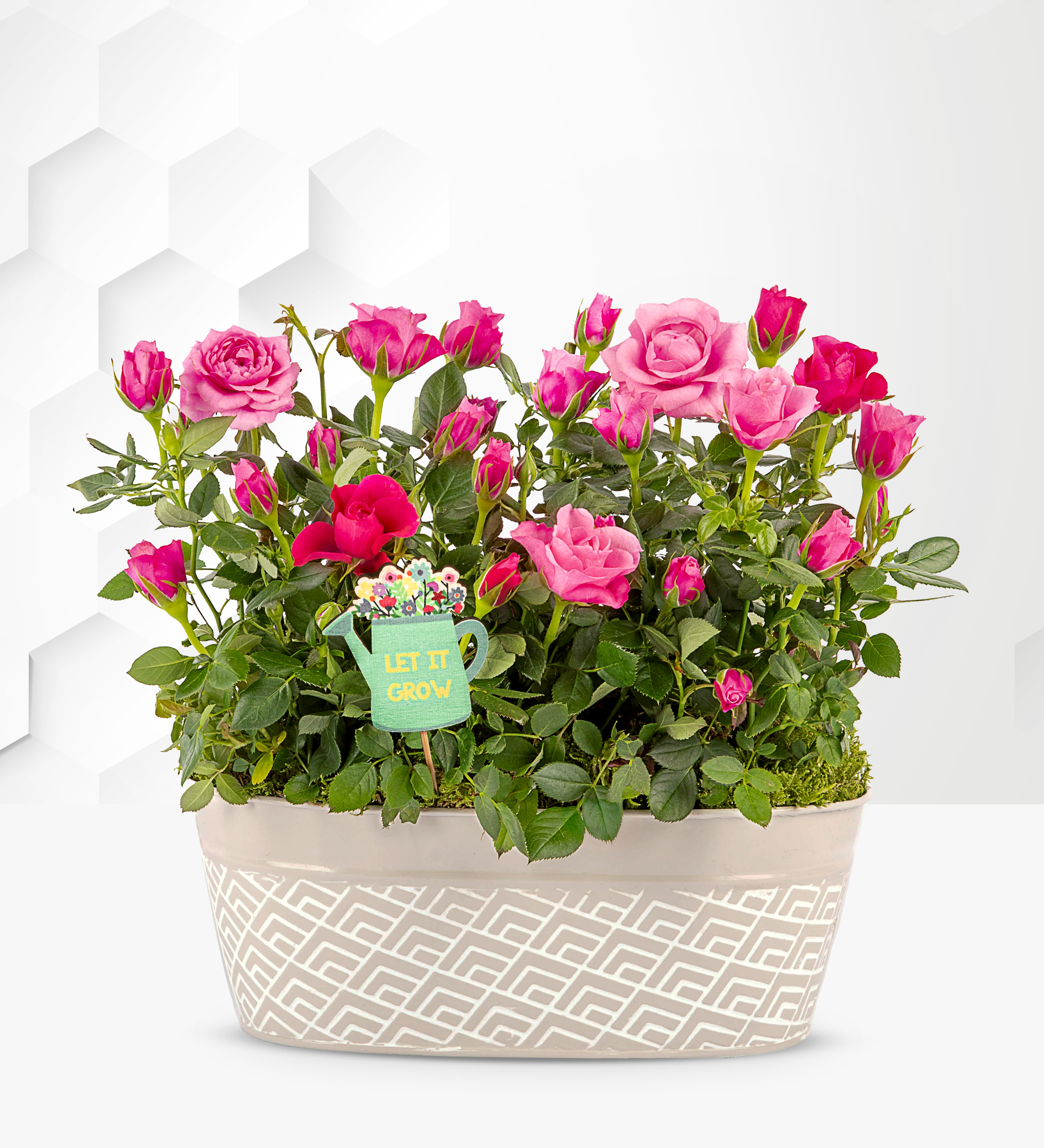Delightful Roses