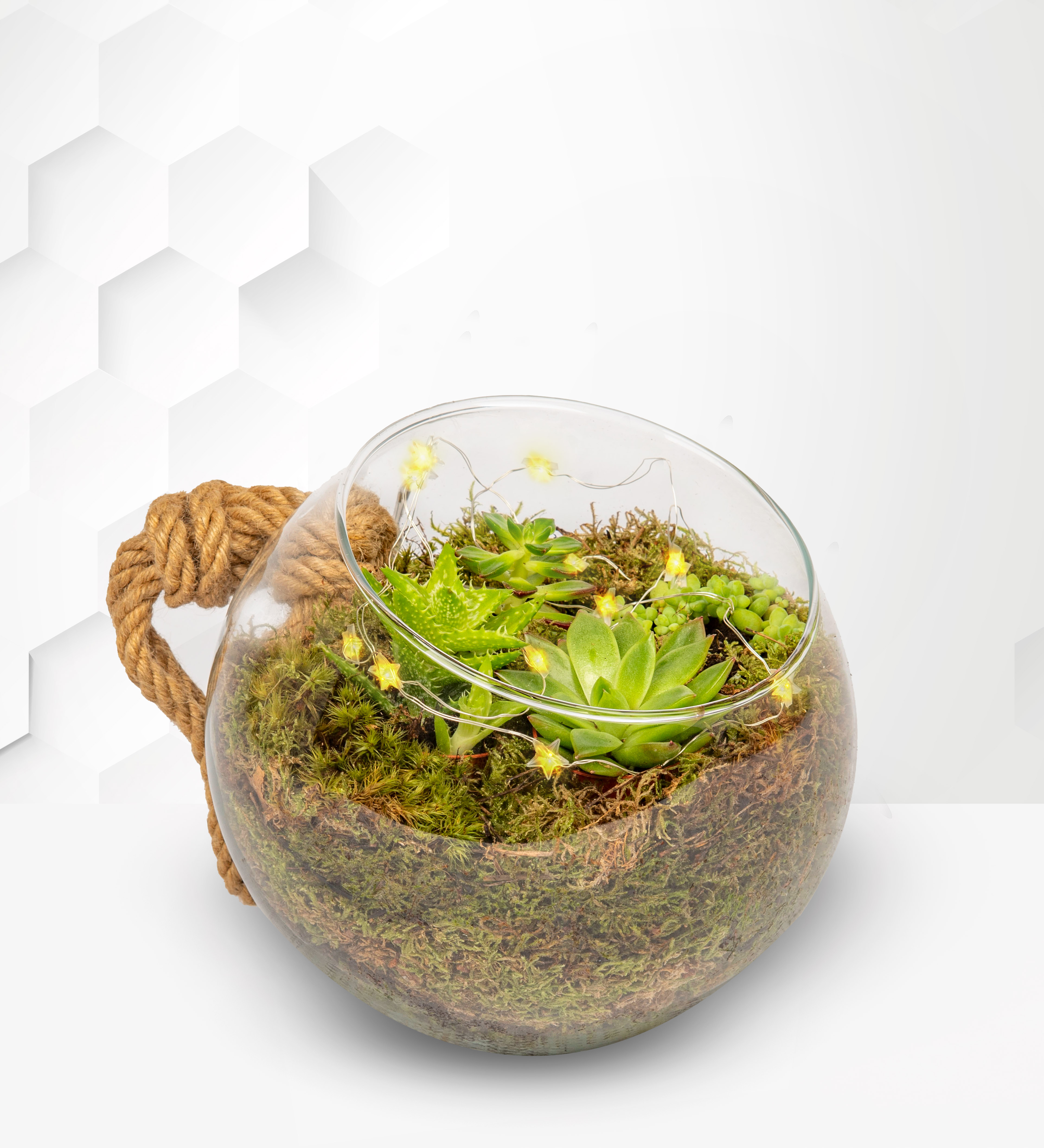 Large Organic Terrarium