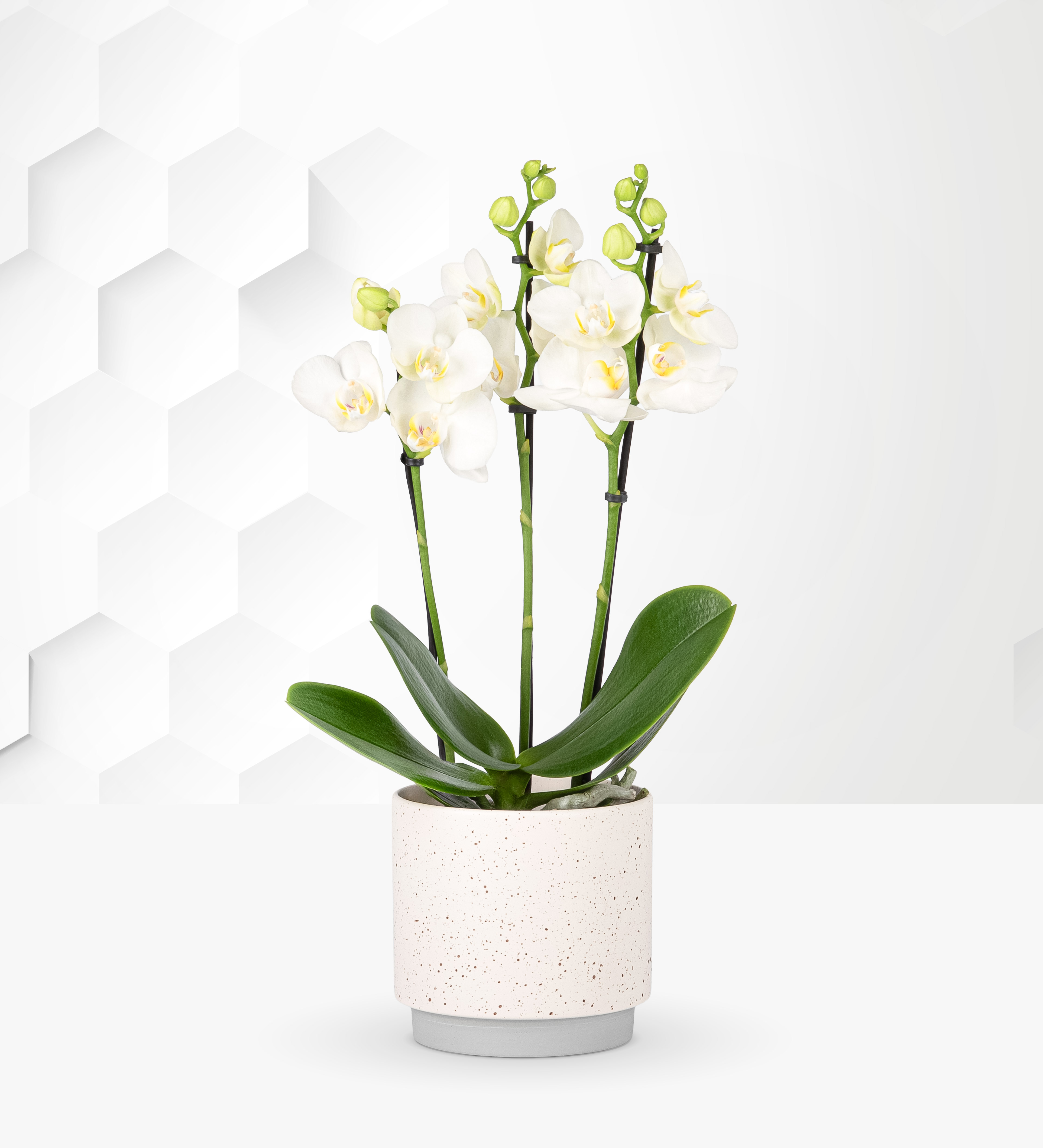 Orchid Plant For Dad