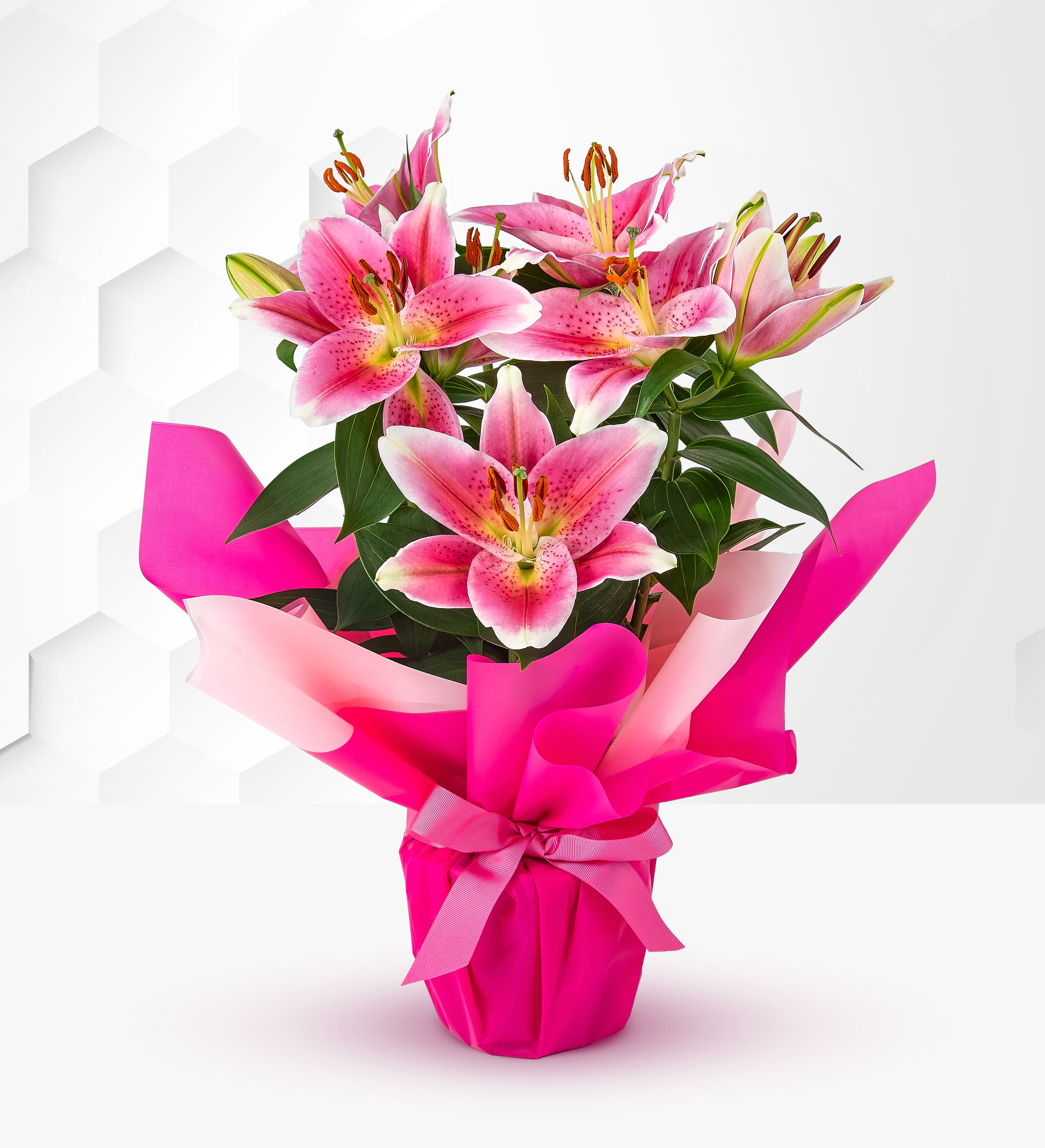 Oriental Lily