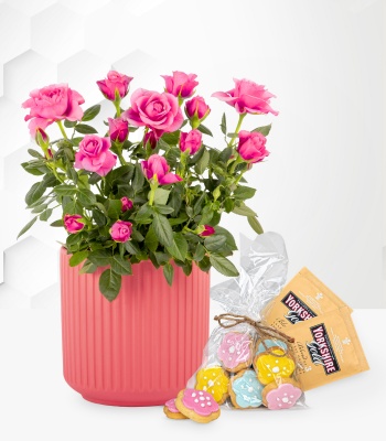 Pink Rose Plant Gift Set with Tea & Shortbread Biscuits