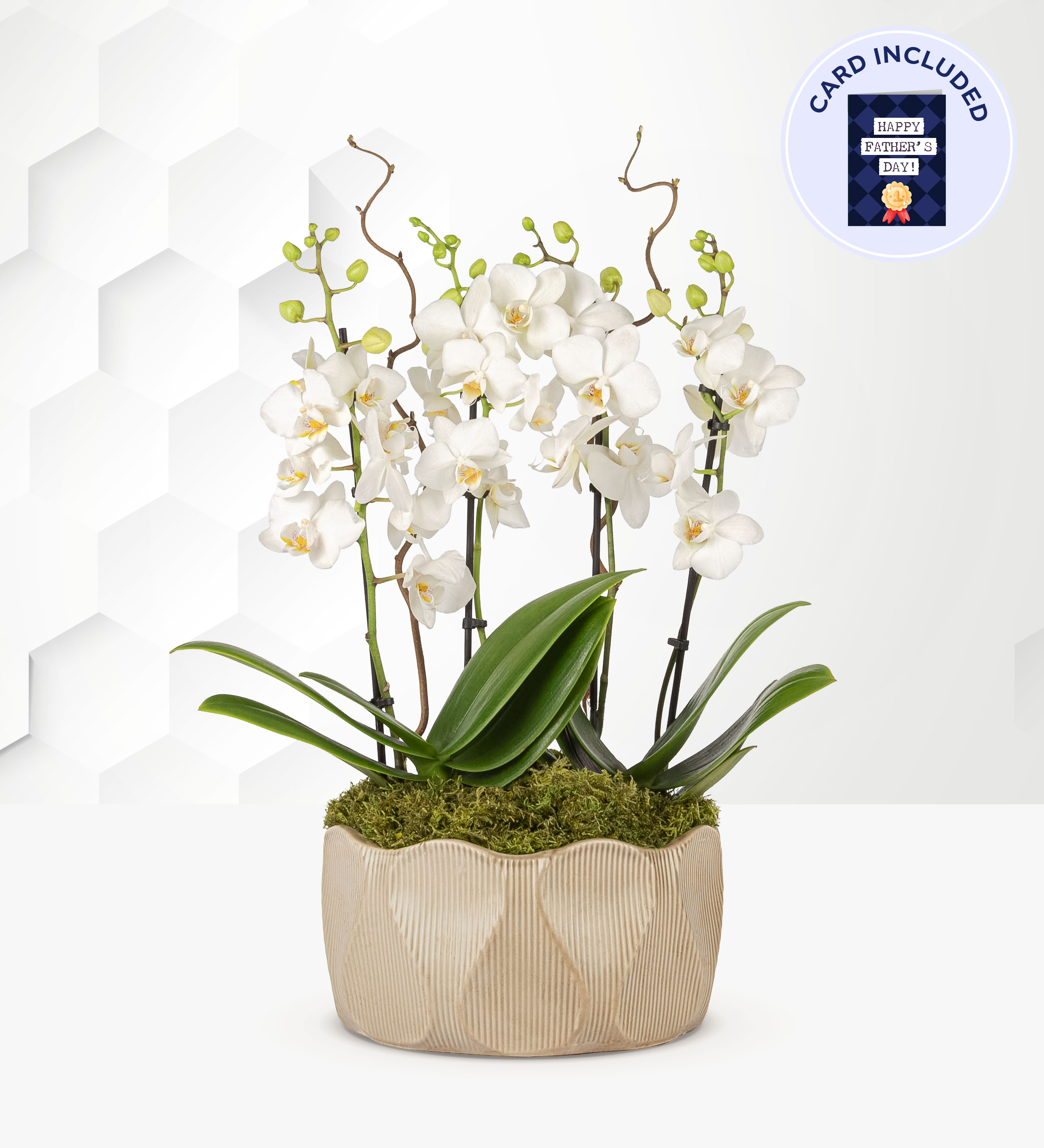 Potted Orchid Plant For Dad