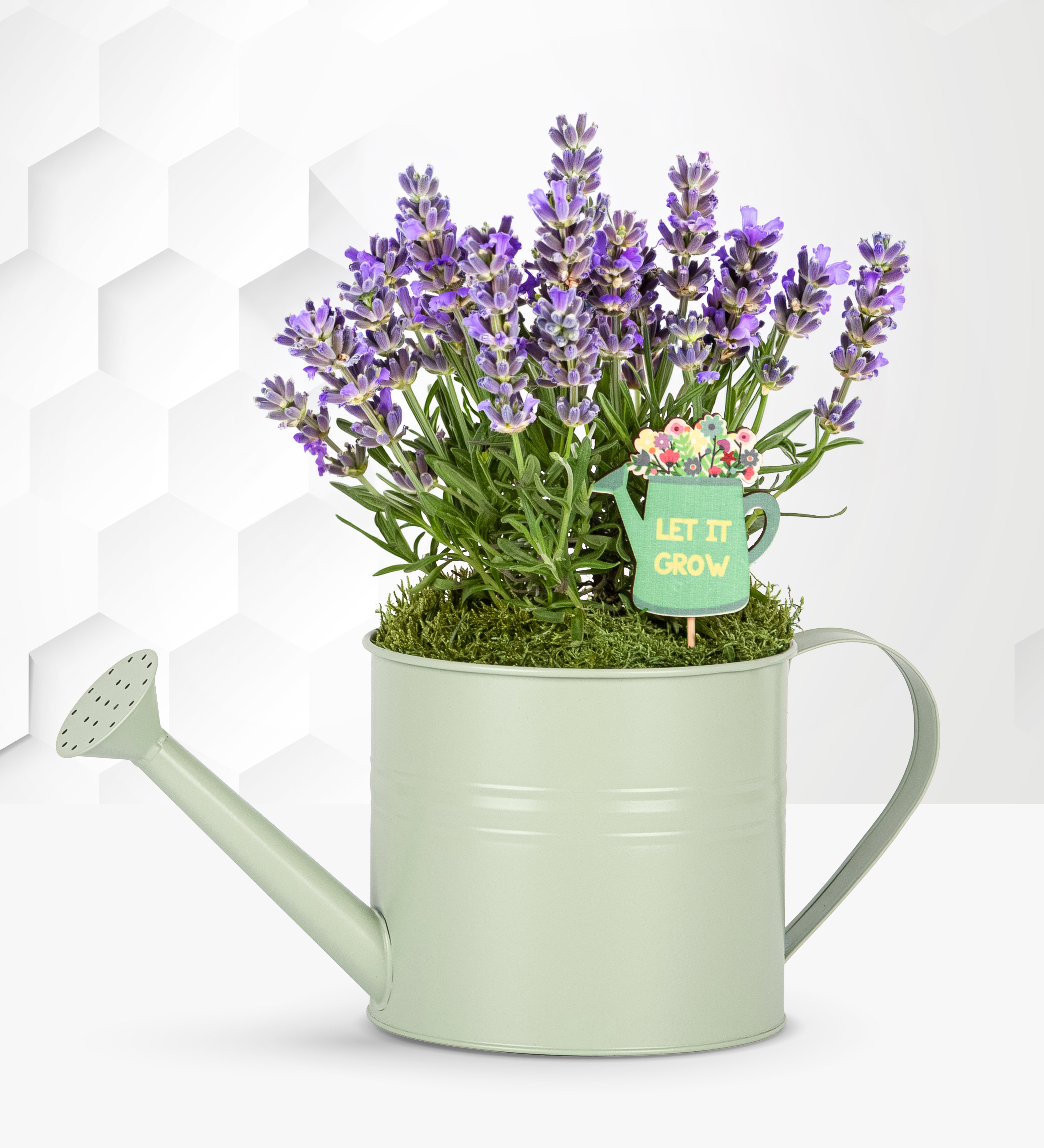 Summer Lavender Watering Can