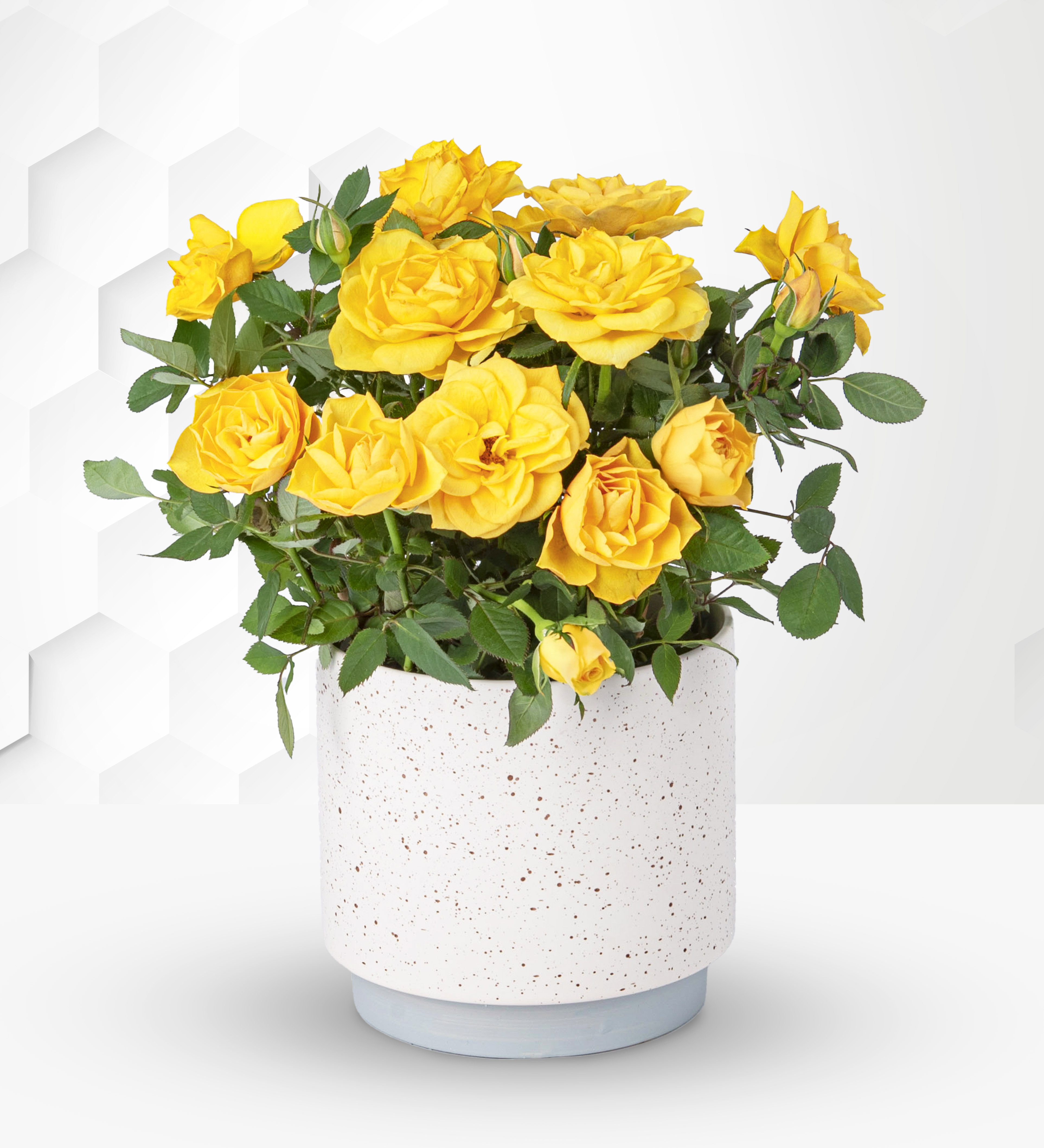 Summer Rose Plant