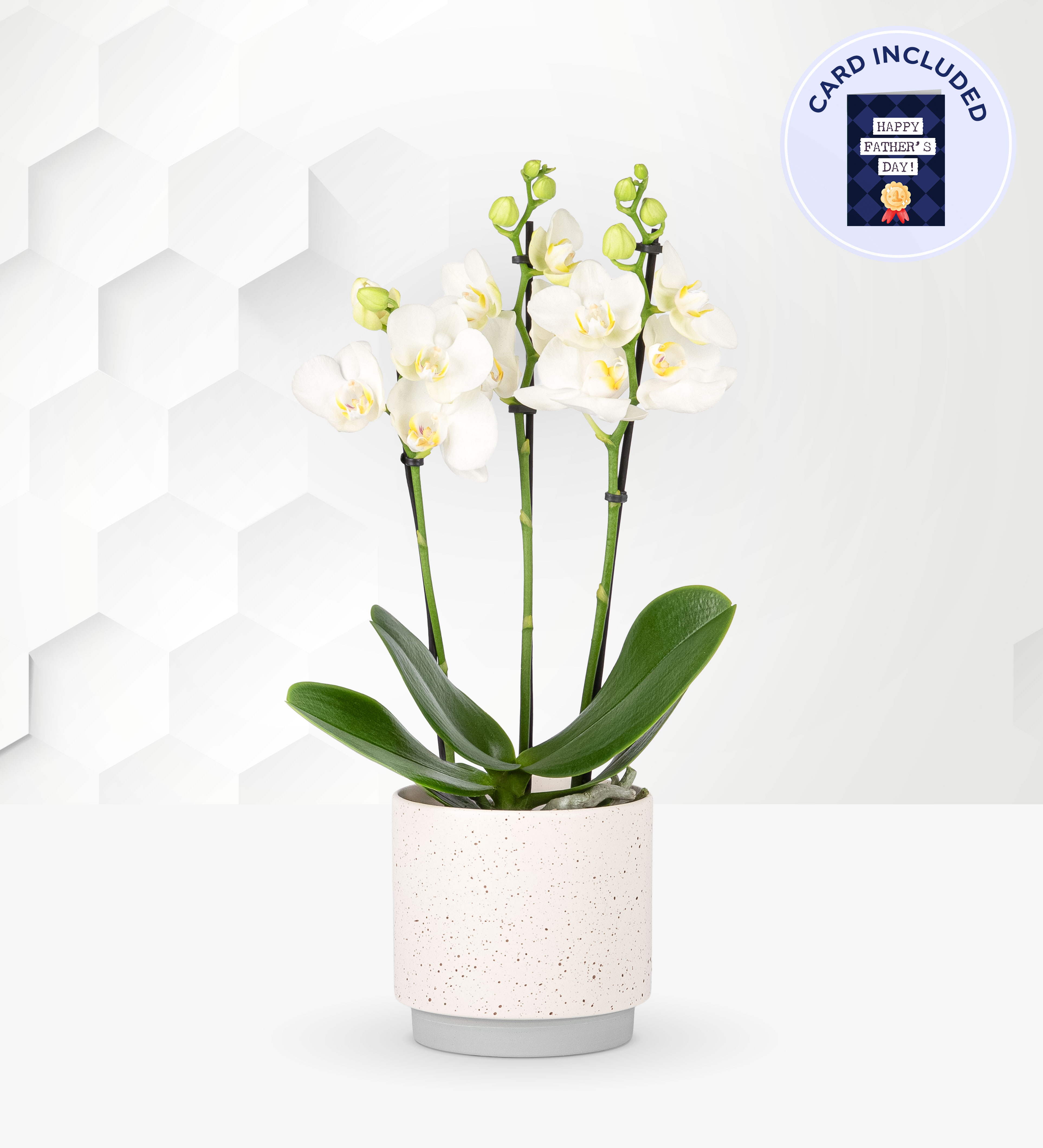 White Orchid Plant