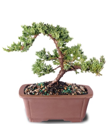 Arching Juniper Bonsai Tree