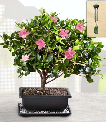 Azalea Bonsai for Sympathy