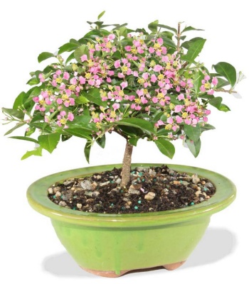 Barbados Cherry Indoor Potted Bonsai