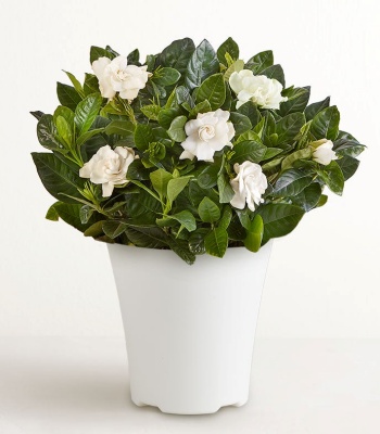 Blooming Gardenia Plant for Sympathy