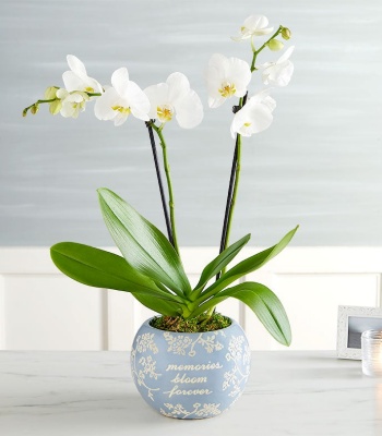 Blooming Memories Orchid