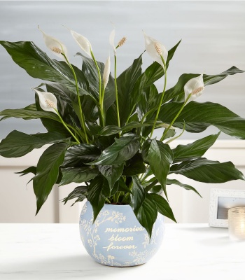 Blooming Memories Peace Lily Plant