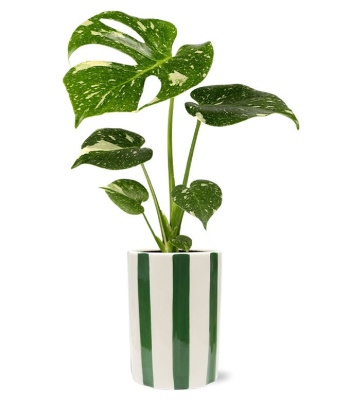 Bold Monstera Plant