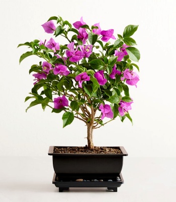 Bougainvillea Bonsai Plant