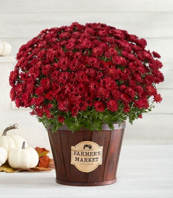 Burgundy Harvest Mum Plant