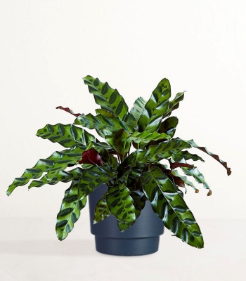 Calathea Rattlesnake Indoor Plant