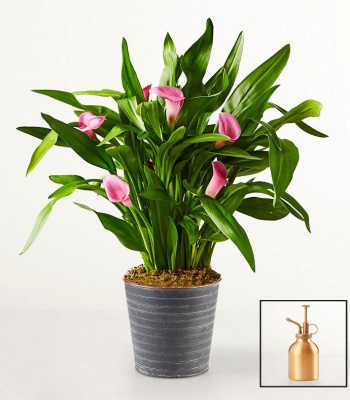 Calla Lily Plant