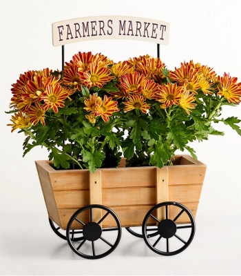 Charming Autumn Orange Mum Plant Gift in Mini Cart