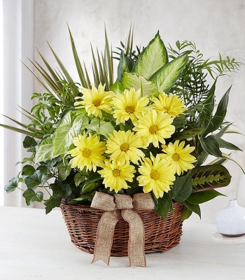 Classic Sympathy Dish Garden Planter