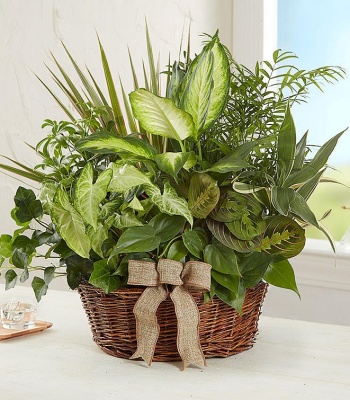 Classic Sympathy Dish Garden