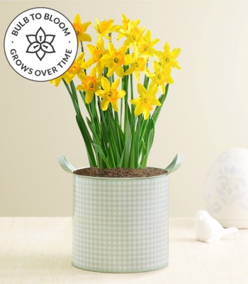 Daffodils Bulb Garden