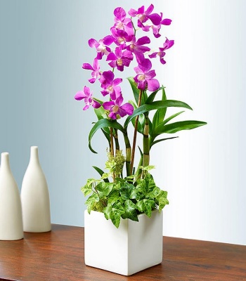 Dendrobium Orchid Sympathy Tabletop Garden in Whiteware Square