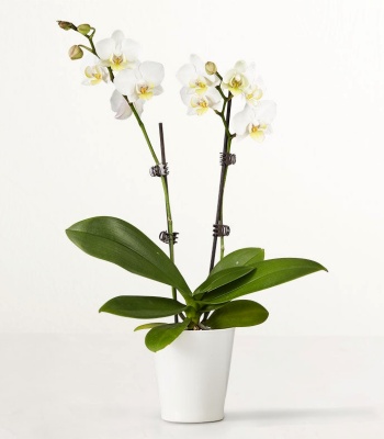Double Stem White Orchid for Sympathy