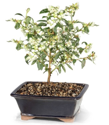 Dwarf Blueberry Outdoor Potted Bonsai Tree
