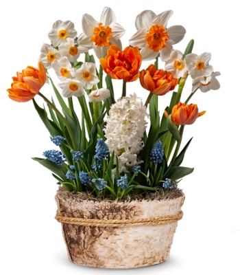 Easter Flower Basket with Tulips, Daffodils & Hyacinth Garden