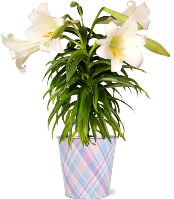 Easter Lily Plant