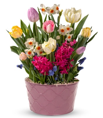 Easter Spring Flower Basket with Tulips, Daffodils & Hyacinth