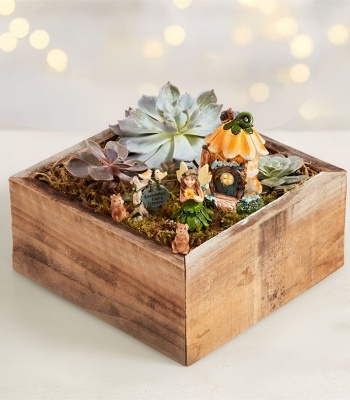 Easy-Care Succulent Fairy Garden Planter Set