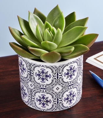 Echeveria Succulent