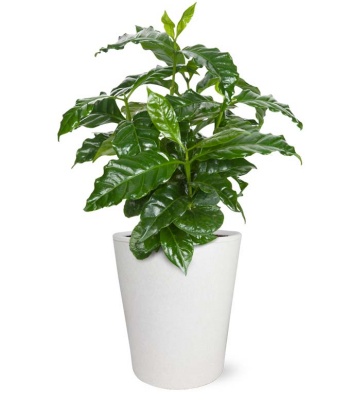 golden guide hallucinogenic plants Hallucinogenic Plants