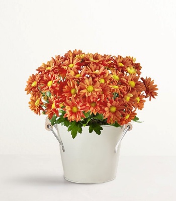 Fall Mum Plant 6 Inch