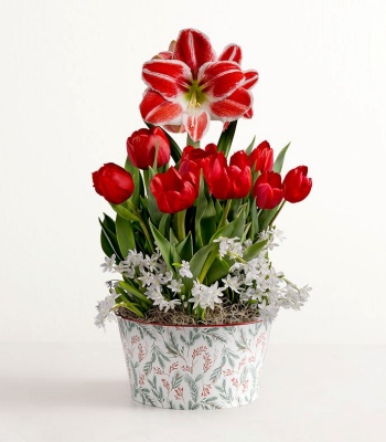 Festive Tulips & Amaryllis Bulb Garden