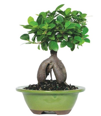 Ficus Ginseng indoor Bonsai Tree