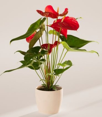 Flamingo Flower Indoor Plant
