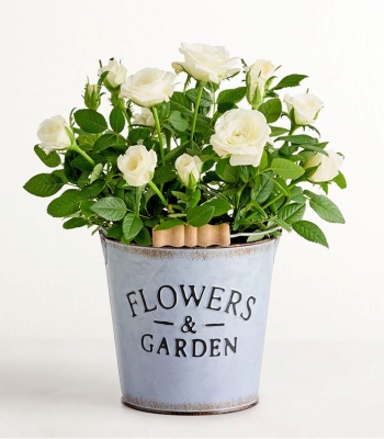 Flowers & Garden White Rose