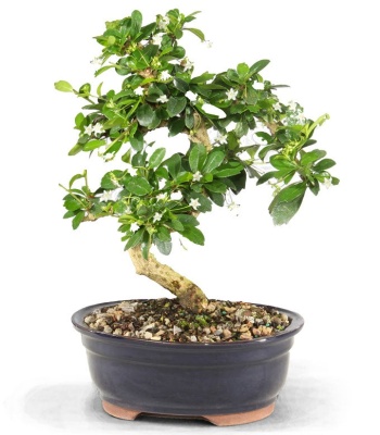 Fukien Tea Indoor Potted Bonsai