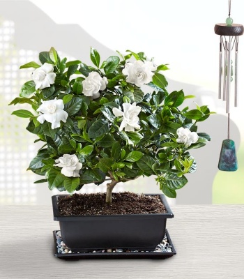 Gardenia Bonsai Tree for Sympathy