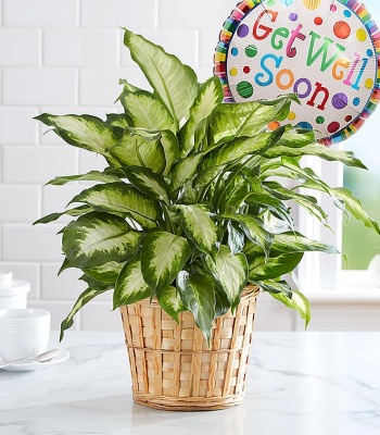 Get Well Green Plant