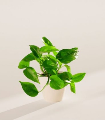 Golden Pothos Indoor Plant