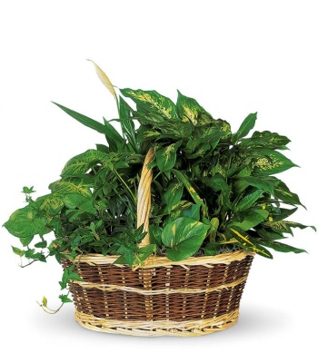Green Plants Basket